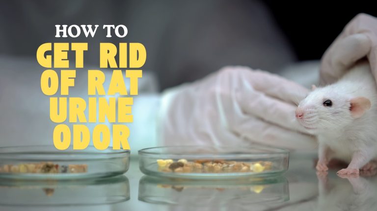 How to Get Rid of Rat Urine Odor