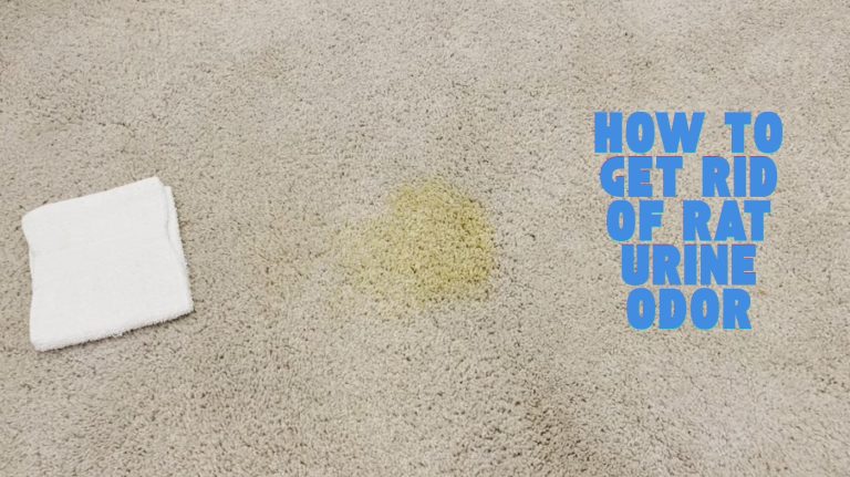 how to get rid of rat urine odor