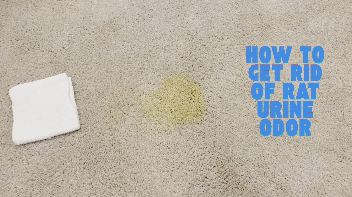 how to get rid of rat urine odor